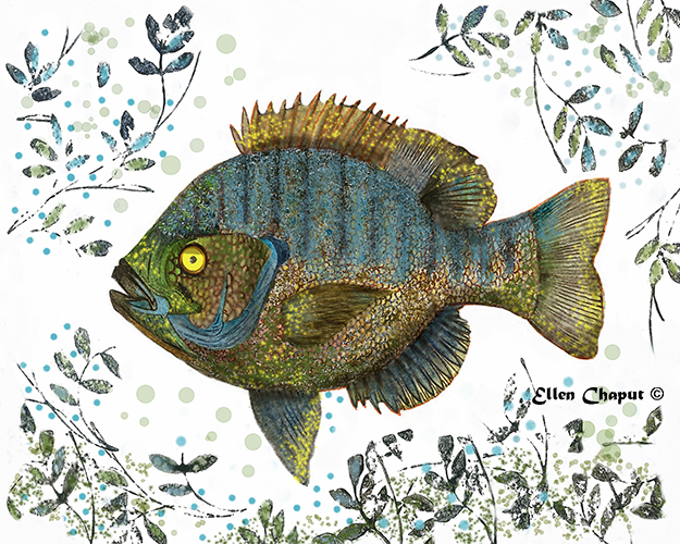 Bluegill